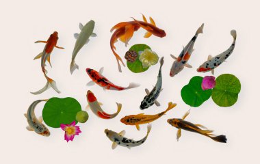 Yin yang koi balığı çiçek açmış nelumbo çiçekleriyle yüzer.