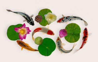 Yin yang koi balığı çiçek açmış nelumbo çiçekleriyle yüzer.