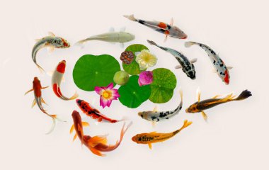 Yin yang koi balığı çiçek açmış nelumbo çiçekleriyle yüzer.