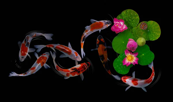 Yin Yang Koi Fish Swim Nymphaea Nelumbo Flowers Bloom — Stock Photo, Image