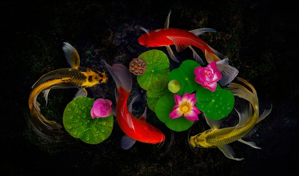 Yin Yang Koi Hal Úszik Nymphaea Nelumbo Virágok Virágzik — Stock Fotó