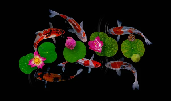 Риба Інь Янь Кої Пливе Квітами Nymphaea Prumbo Цвітіння — стокове фото