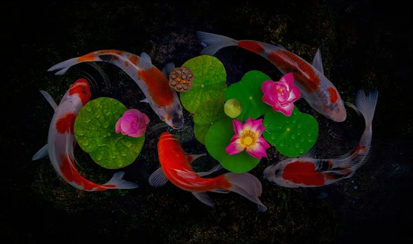 Yin Yang Koi Fische Schwimmen Mit Blühenden Nymphaea Nelumbo Blumen — Stockfoto