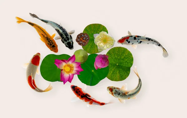 Риба Інь Янь Кої Пливе Квітами Nymphaea Prumbo Цвітіння — стокове фото