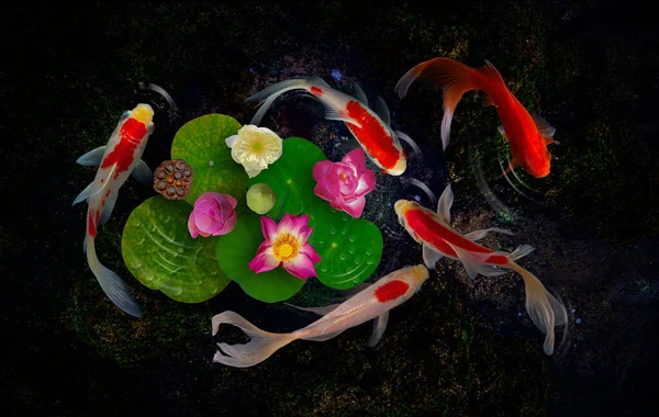 Yin Yang Koi Fische Schwimmen Mit Blühenden Nymphaea Nelumbo Blumen — Stockfoto