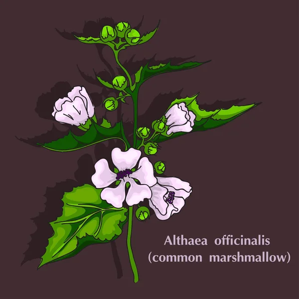 Image marshmallow medicinal, flowers and buds on the stem. Vector illustration