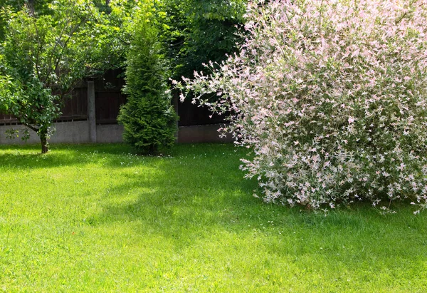 Primavera no quintal — Fotografia de Stock