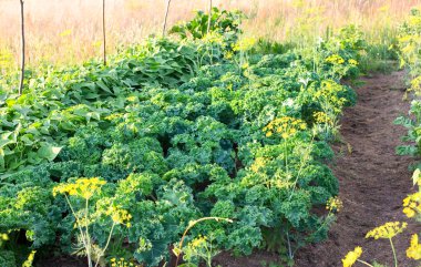 organicpea ve lahana yaprakları