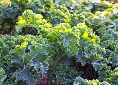 Yeşil lahana yaprakları