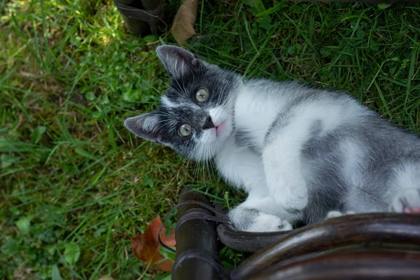 Pequeño gato jugando — Foto de Stock