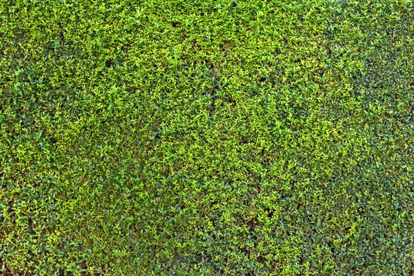 Sfondo siepe verde — Foto Stock