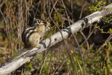 Irkutsk bölgesi. Sibirya sincabı. Vahşi doğa. Baharın başlarında sincaplar yiyecek arayarak uyandılar. Pozisyon