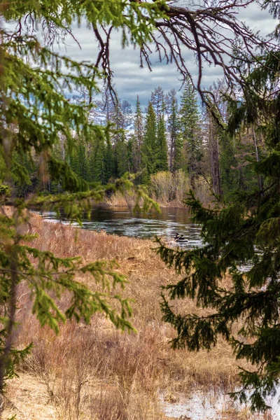 Par Les Fourrés Conifères Jusqu Rivière Chon — Photo