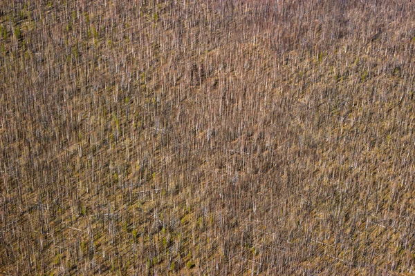 Vista Pájaro Bosques Quemados — Foto de Stock