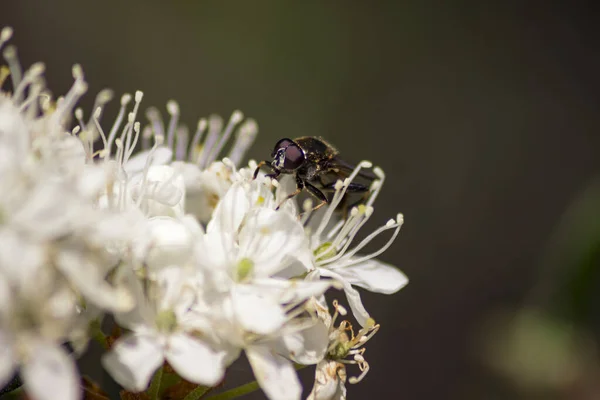 Ledum Marsh Uma Espécie Planta Com Flor Pertencente Família Heather — Fotografia de Stock