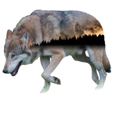Kurt Paketi Fotoğraf Kurgusu