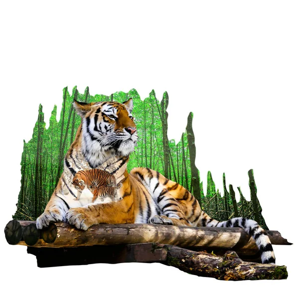 Laying Tiger Photo Montage — 스톡 사진