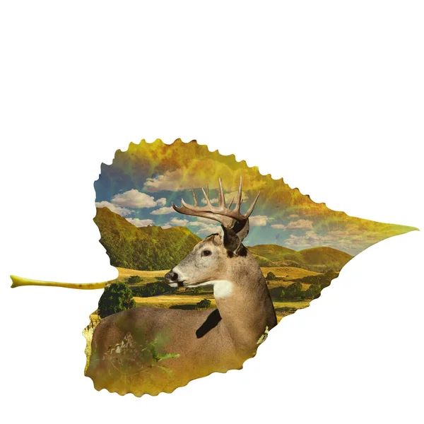 Whitetail Leaf Photo Montage — Stock Photo, Image