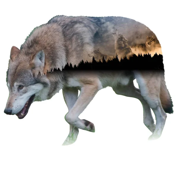Wolf Pack Photo Montage — Stock Photo, Image