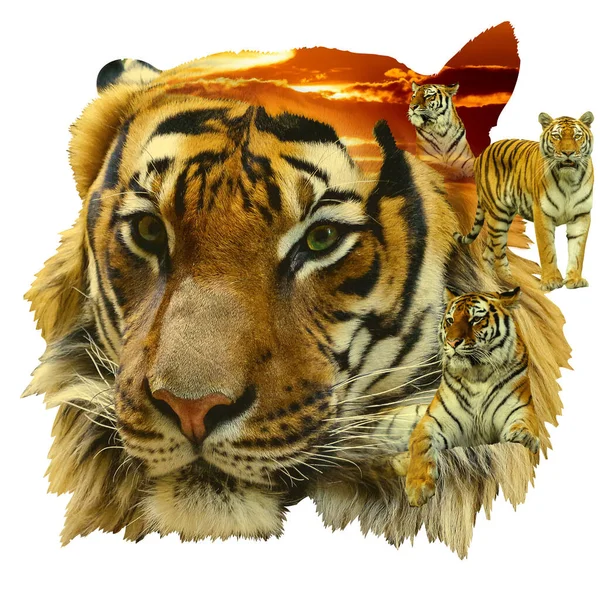 Tiger Cena Foto Montagem — Fotografia de Stock