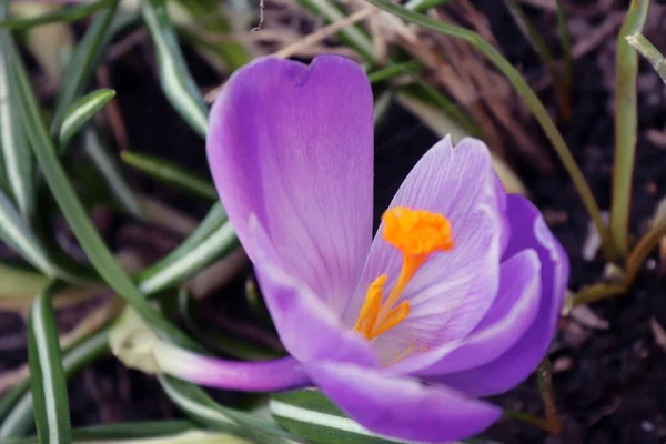 Veilchenweiche Frühlingsblume — Stockfoto