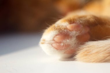 Güzel ve narin kedi pençesi ve kuyruğu. Arka plan boklu kuyruk ve pençeye odaklan.