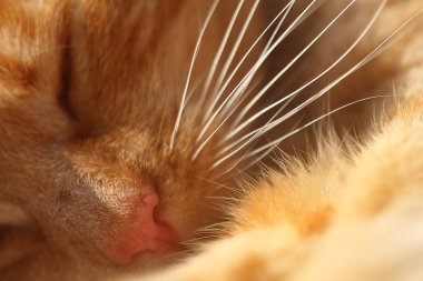 Tatlı tatlı uyuyan kızıl kedi. Arka plan boklu odaklı burun ve bıyıklar.