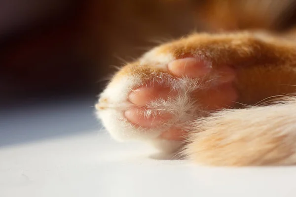 Gentle paw of a cat and a piece of tail in focus. Other in boke.