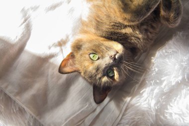 Sevimli kedi beyaz bir yatakta uzanıyor ve kameraya bakıyor..