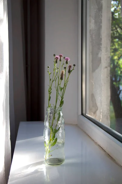 Decanter Flowers Burdock Stands Transparent Jar Windowsill — Stock Photo, Image