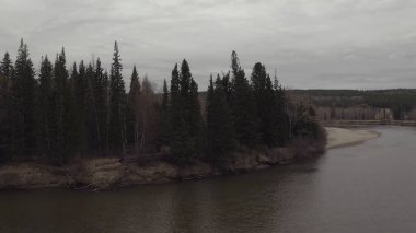 Nehir kenarındaki kozalaklı orman.