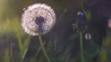 Karahindiba tohumu başı. Güneş ışığı parlıyor. Güzel, yuvarlak, bokeh tarzı.