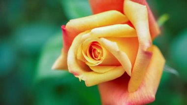 Güzel sarı gül, güzel sabah ışığı, koyu yeşil arka plan el bilgisayarı.