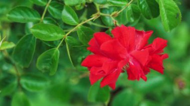 güzel kırmızı gül yakın plan yavaşça hareket ediyor rüzgarda yeşil yapraklar arka planda