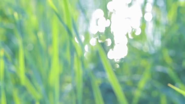 Hämmästyttävä Meditatiivinen Rentouttava Auringonpaiste Heijastaa Veden Pinnalla Defocused Vihreä Ruoho — kuvapankkivideo