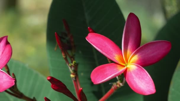 Bela Flor Plumeria Lilás Brilhante Iluminado Com Alguma Folhagem Verde — Vídeo de Stock