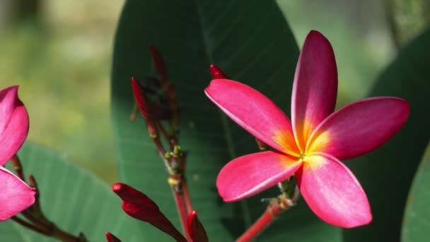 Mooie Heldere Lila Plumeria Bloem Met Een Aantal Diep Groen — Stockvideo