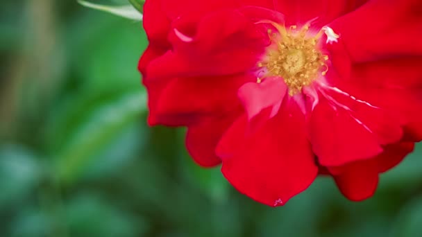 Bela Rosa Vermelha Close Lento Movimento Vento — Vídeo de Stock