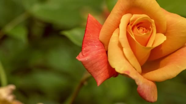 Bella Rosa Gialla Naturale Sulla Bella Luce Del Mattino Sfondo — Video Stock