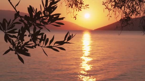 Kaunis Auringonlasku Auringonnousu Yli Agean Meren Kehystää Oliivipuun Oksa — kuvapankkivideo