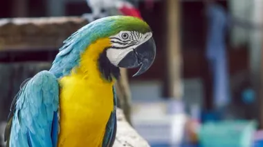 Mavi sarı papağan. Mavi papağan. Ararauna neotropik papağan papağanı. Mavi papağan papağanı. 