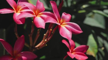 Kırmızı frangipani plumeria çiçeklerinin dalları güneşli bir günde hafif bir esinti ile sallanır.