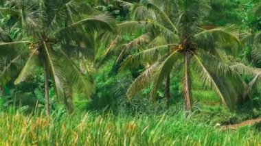 Hindistan cevizi palmiyeleri Tegalalang pirinç terası bali Endonezya 'da rüzgarda savruluyor