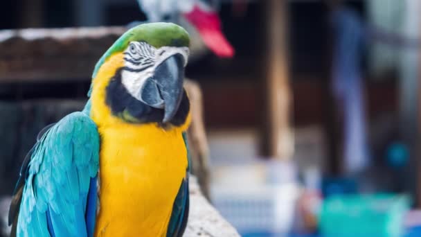 Papagaio Arara Dourado Amarelo Azul Ara Ararauna — Vídeo de Stock