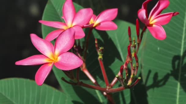 Rama Plumeria Lila Florecen Luz Del Sol Brillante — Vídeo de stock