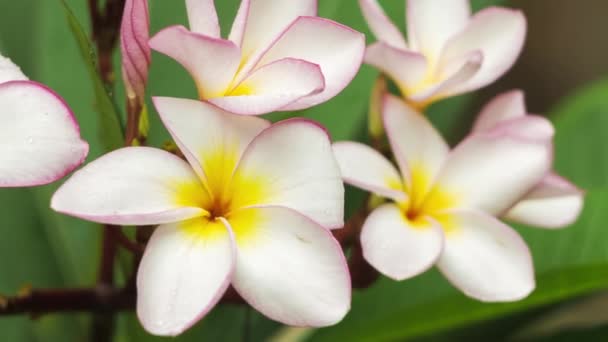 Ветвь Лилового Франжипани Плюмерия Цветка Несколькими Каплями После Тропических Дождей — стоковое видео