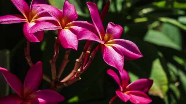 Tak Van Helder Roze Bloesem Plumeria Bloemen Bewegen Door Kalme — Stockvideo