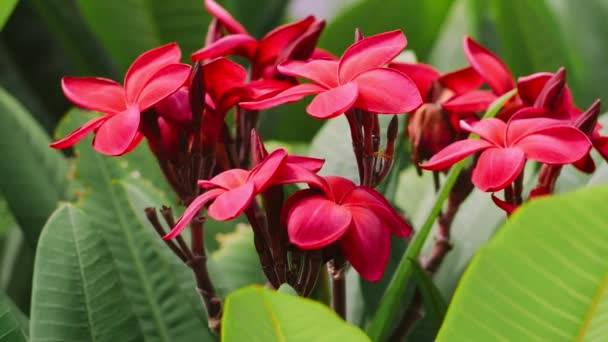 Kırmızı Çiçekli Tesisat Dalı Yeşil Yapraklı Frangipani Rüzgâr Esintisinde Sallanıyor — Stok video