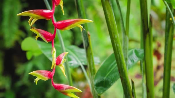 branche d'héliconie rouge fleur en saison humide pluie luxuriante plantes feuillage sont frappés par les gouttes de pluie  