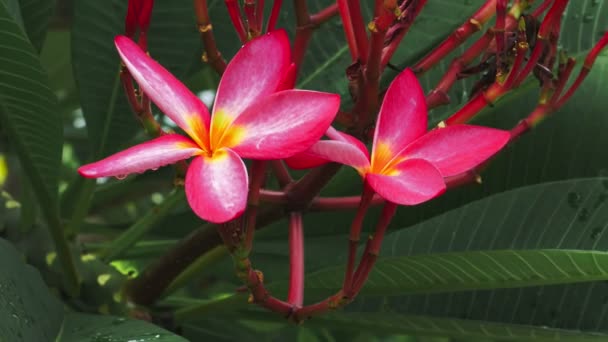 Brillante Fiore Plumeria Lilla Wiggle Breeze Dopo Pioggia Tropicale Foglie — Video Stock